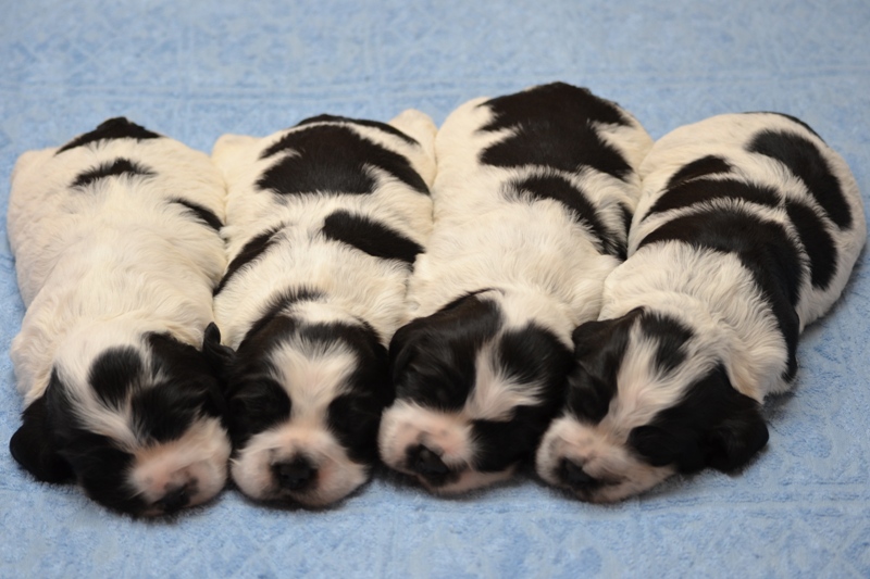 0 - Habi, Hanny, Hart, Haidi.JPG